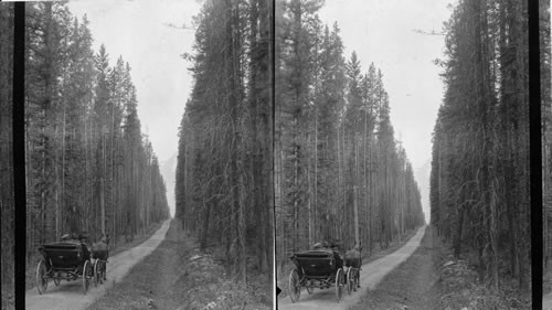 Snow Peak Ave. to Emerald Lake. British Columbia. Canada