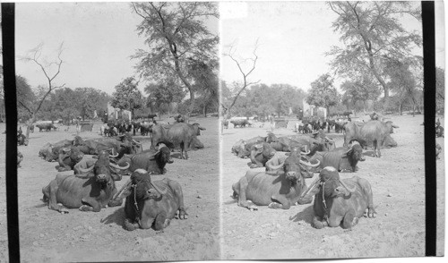 Buffaloes siesta - Agra. India