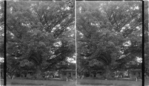 Wye Oak Tree 375 yrs. old, spread 375 feet. Diameter [of trunk] one foot from ground, 18 ft - 3 inches. Queen Anne's Co., near Wye Mills, Maryland