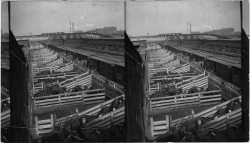 Unloading Cattle from R.R. cars on platforms into "Shute Pens" [chute pens] - Union Stock Yard & Transit Co., Chicago, Ill