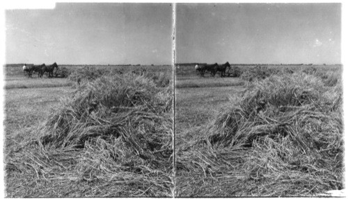 Raking hay with a buck rake. Salt River Valley. Near Chandler, Arizona