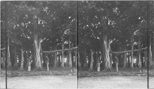 Banyan Tree in Kamehameha School Grounds