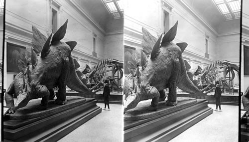 Stegosaurus. Cast of Prehistoric Monster in Smithsonian Institution. Washington, D.C