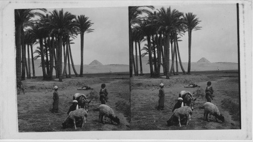 Distant View of the Step Pyramid at Sakkarah Looking N. E