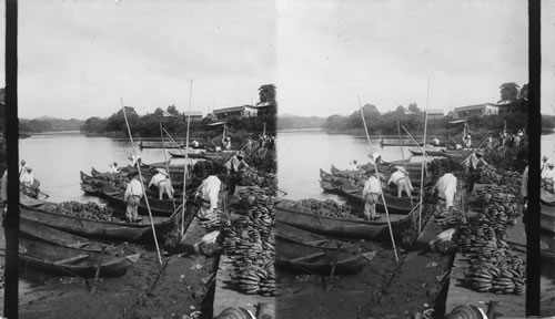 Indian "dug outs" on the Chagres River, bringing bananas, the chief export of Panama, to Gatun. Panama. Dug outs called "Cayucas"