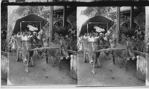 Burmese Girls off for a Picnic in a Buffalo Cart, Mopoon, Burma