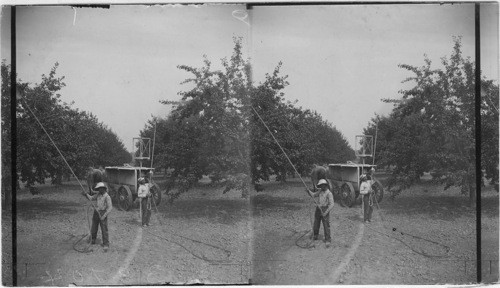 Summer Spraying in Apple Orchards, Hilton, N.Y