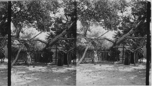 The Famous Sycamore under which Joseph and Mary with Infant Jesus rested, Heliopolis, Egypt