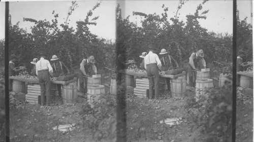 Sorting apples & packing in barrels for shipping. Bloomfield, Ont