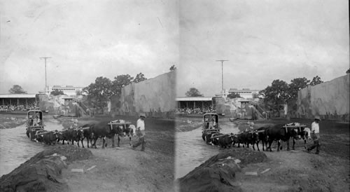 Ox team as used by Boer farmers in S. Africa. Boer War, Louisiana Purchase Exposition