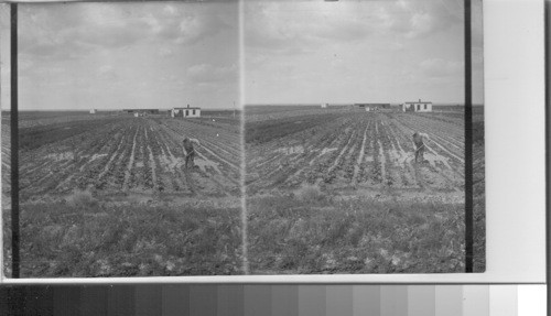 Irrigated Potatoes, Canada