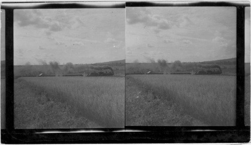 Field of Grain Near Fairbanks on Alaska R.R