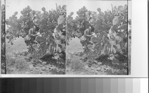 A bower of wild cacti - or prickly pear, San Juan de Teotihuacan. Mexico