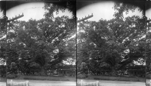 Wye Oak Tree 375 yrs. old, spread 375 feet. Diameter [of trunk] one foot from ground, 18 ft - 3 inches. Queen Anne's Co., near Wye Mills, Maryland