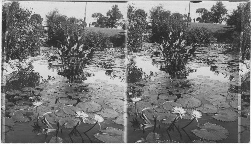 Lincoln Park, Chicago, Ill. - The Lily Pond