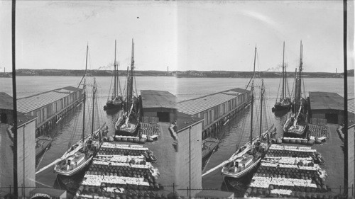 Fishing schooners in Halifax harbor