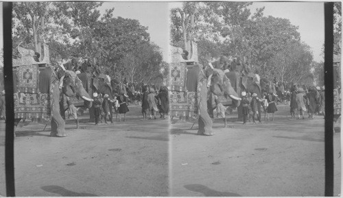 Durbar elephants in line at the station, Delhi, India