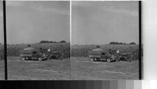 Cutting and chopping corn in fields for filling silo - Ill