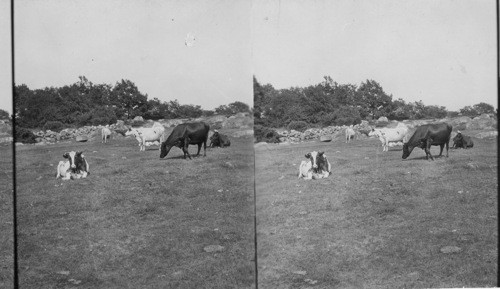 Cows in Rocky Pasture, Mass