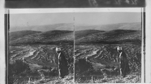 Looking southeast from Mizpahto Jerusalem, four miles away; Olivet at distant left. Palestine