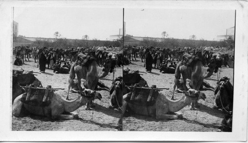 A Caravan of Camels Resting in the Plains near Jaffa