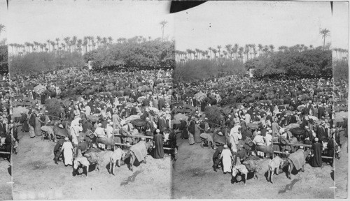 Donkey, Buffalo and Camel market. Gizeh. Egypt