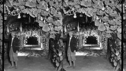 Gourd Arbor of Mr. Chas. Stevens of Chicago