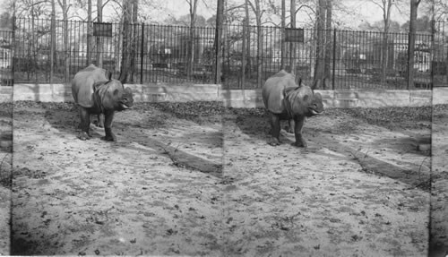 A rare specimen of a rare animal - wonderful Indian Rhinoceros in Bronx Park. N.Y.C