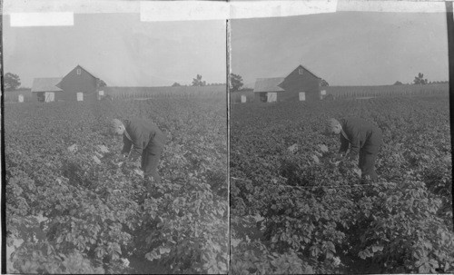 New Jersey. Potatoes on a Jersey Farm