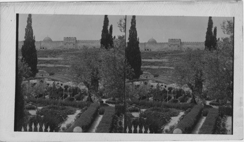 Near View of Garden of Gethsemane, Jerusalem Palestine