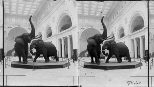 Akeley elephants, Field Museum, Chicago. African elephants - mounted by Carl Akeley