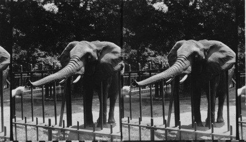 Feeding Elephant in National Zoological Park in Rock Creek Park, Wash., D.C