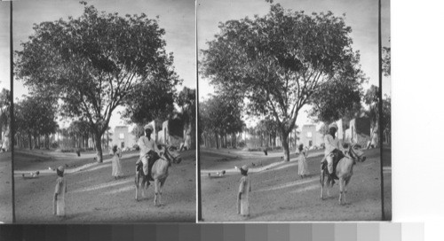 An Acacia of Egypt. Along Western Avenue of Sphinxes. Karnak