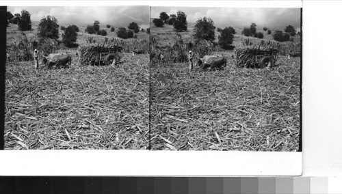 Near Yauco: Sugar cane harvest showing the new type bullock carts in use today. While the body remains the same, the carts heavy rubber-tired truck-type wheels