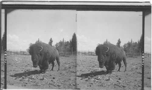 Great Buffalo weighing 1500 lbs. Dot Island, Yellowstone Park