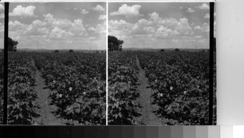 Cotton field in Blossom near El Paso, Tex