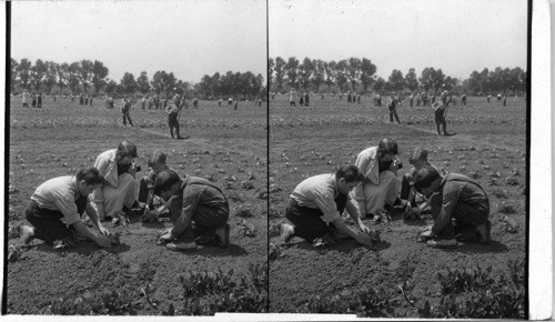 In the garden - Study of plant life, Chicago Parental School, Chicago, Ill