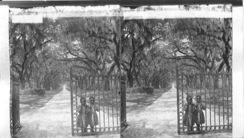 Live Oaks, fringed with Spanish Moss, old Goose Creek Plantation, Charleston, South Carolina, U.S