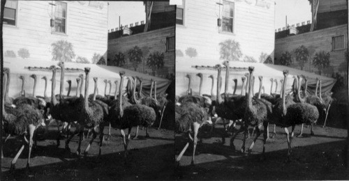 A fine Herd of Ostriches at the Farm on the Pike