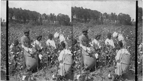 Picking cotton in groups (colored children) to stimulate competition in picking. Georgia