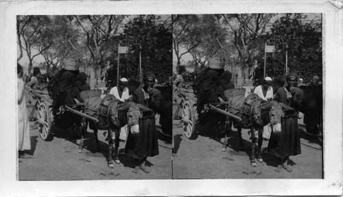 Egyptian Peasant women and cart enroute for Cairo