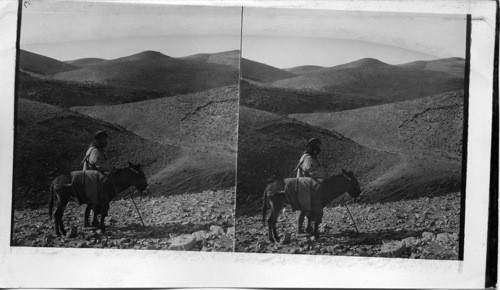 In the wilderness of the Scape Goat Palestine-