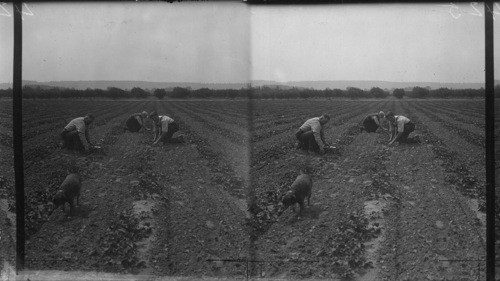 Picking Strawberries, Niagara Falls, Ont