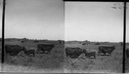 Herd at McGregor Farm. Brandon, Man. (Pure Aberdeen Angus)