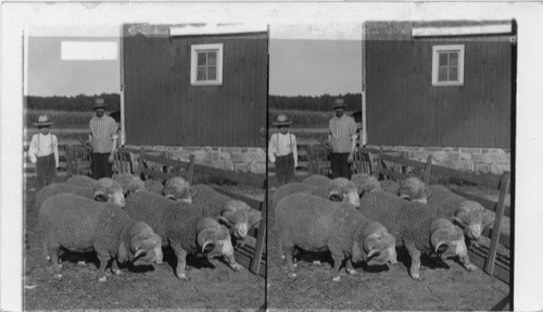 Fine results of scientific sheep raising - thoroughbred Rambouillets with Magnificent pelts. Michigan