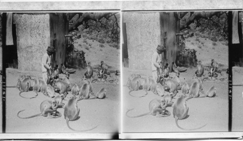 Feeding the sacred monkeys at Benares, India