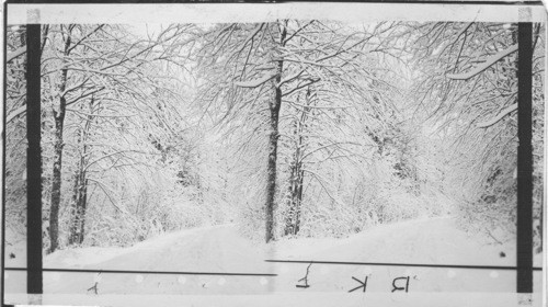 The snowy days of winter White Mountains