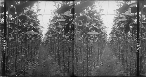 Tobacco stalks stripped of leaves to the top. Conn. Rows of tobacco plants after first pickings. Granby, Conn