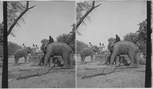 Nizam’s elephant drinking at a public well. Agra - India