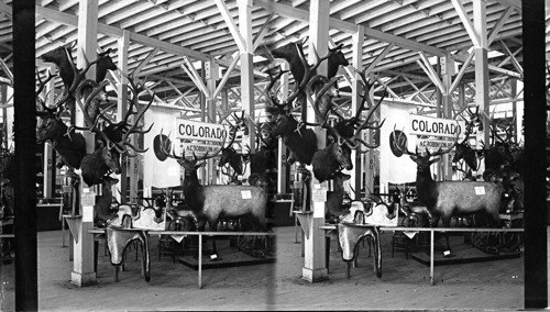 Colorado's Game Exhibit, World's Columbian Exposition